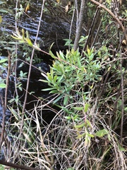 Leptospermum lanigerum