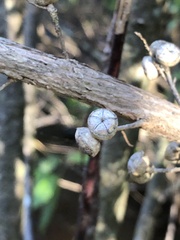 Leptospermum lanigerum
