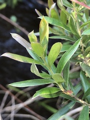 Leptospermum lanigerum
