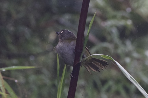 Dusky Chlorospingus (Chlorospingus semifuscus), photo 9