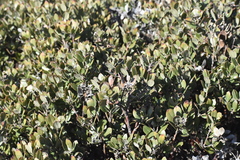Arctostaphylos hookeri hookeri