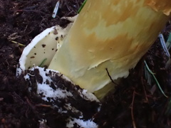Amanita similis
