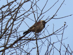 Passer melanurus vicinus