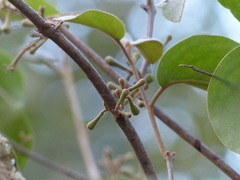 Scurrula parasitica