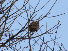 Passer melanurus vicinus