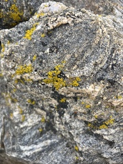 Candelariella rosulans