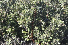 Arctostaphylos hookeri hookeri