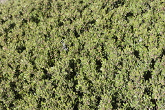 Arctostaphylos hookeri hookeri