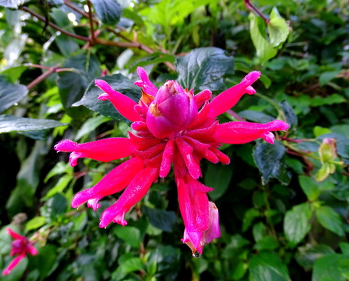 Image of Salvia wagneriana by (c) Alexis López Hernández, some rights reserved (CC BY)