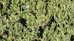 Arctostaphylos hookeri hookeri