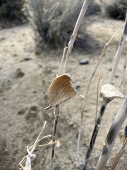 Asclepias erosa