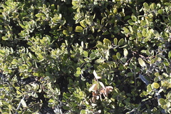 Arctostaphylos hookeri hookeri