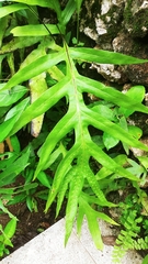 Microsorum scolopendria