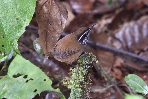 Munchique Wood Wren (Henicorhina negreti), photo 3