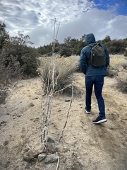 Asclepias erosa
