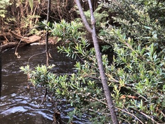 Leptospermum lanigerum