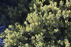 Arctostaphylos hookeri hookeri
