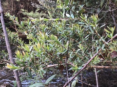 Leptospermum lanigerum