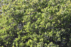 Arctostaphylos hookeri hookeri