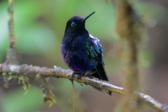 Boissonneaua jardini