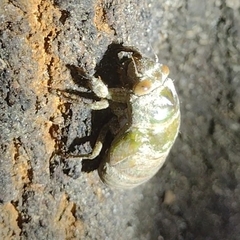 Megatibicen auletes