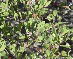 Arctostaphylos hookeri hookeri