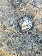 Cellana
