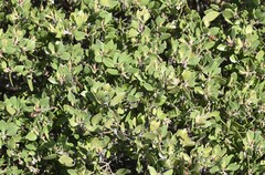 Arctostaphylos hookeri hookeri