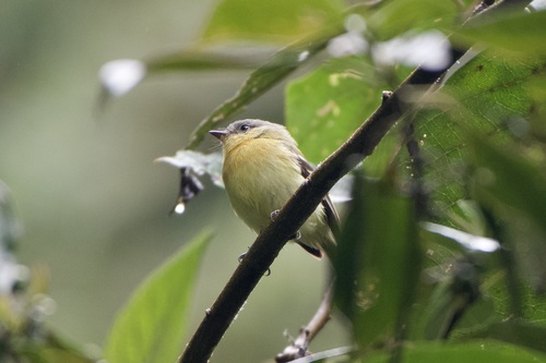 Handsome Flycatcher (Nephelomyias pulcher), photo 2