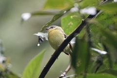 Handsome Flycatcher