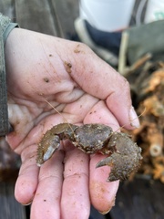 Pachycheles pubescens