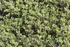Arctostaphylos hookeri hookeri