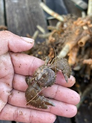 Pachycheles pubescens