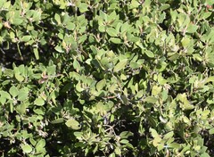Arctostaphylos hookeri hookeri