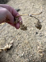 Asclepias erosa