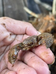 Pachycheles pubescens