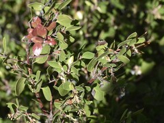 Arctostaphylos hookeri hookeri