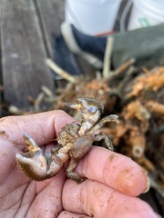 Pachycheles pubescens