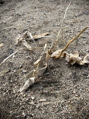 Asclepias erosa