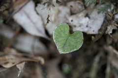 Acianthus sinclairii