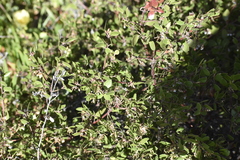 Arctostaphylos hookeri hookeri