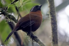 Oreothraupis arremonops