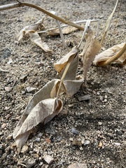 Asclepias erosa