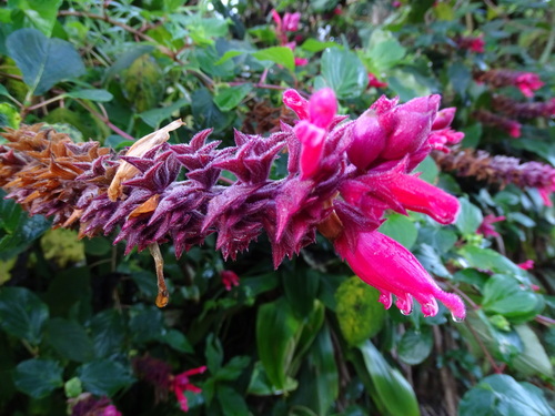 Image of Salvia wagneriana by (c) Alexis López Hernández, some rights reserved (CC BY)