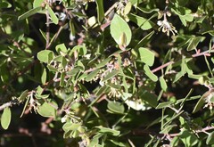 Arctostaphylos hookeri hookeri