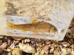 Campostoma oligolepis