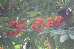 Saraca