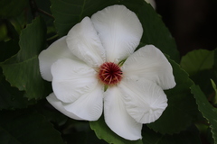 Dillenia philippinensis