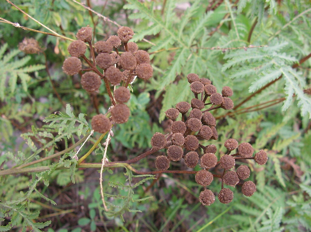 tansy (Tanacetum vulgare)  iNaturalist