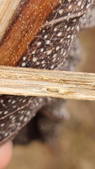 Antistrophus